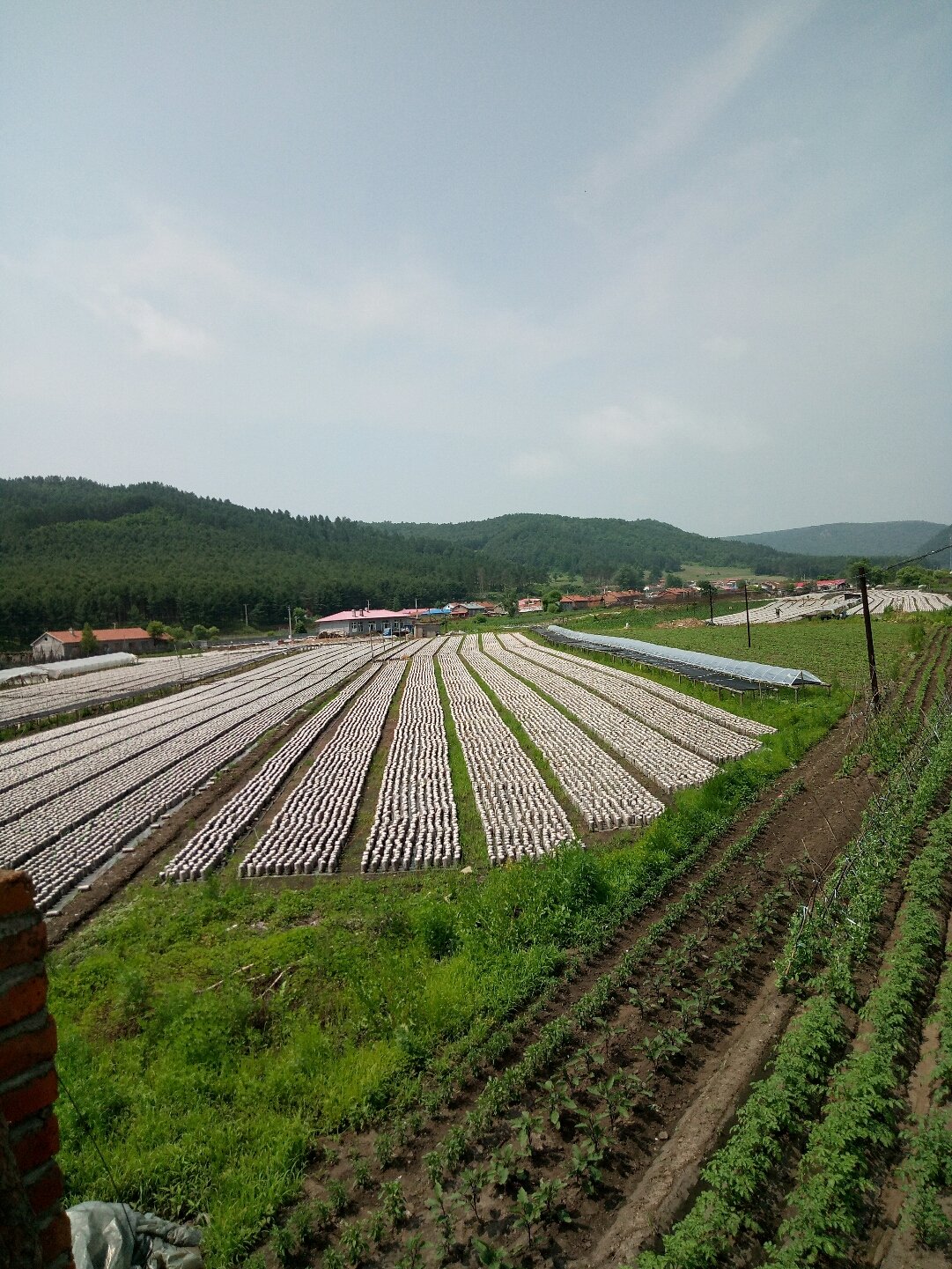 下肥地乡最新天气预报