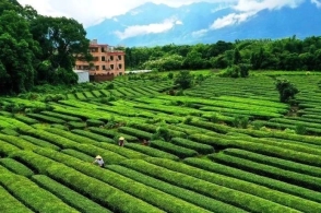 句容茅山茶场人事任命揭晓，新时代领导力量引领茶场发展之路